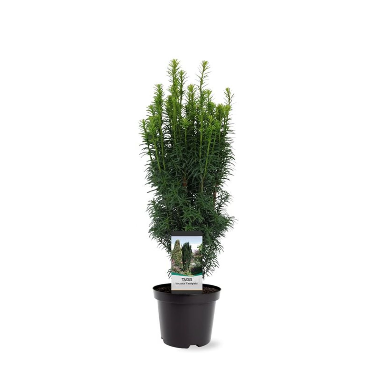 düngen von zimmerpflanzen Zimmerpflanzen Dünger 0,5l – Foliage Dreams main image 1