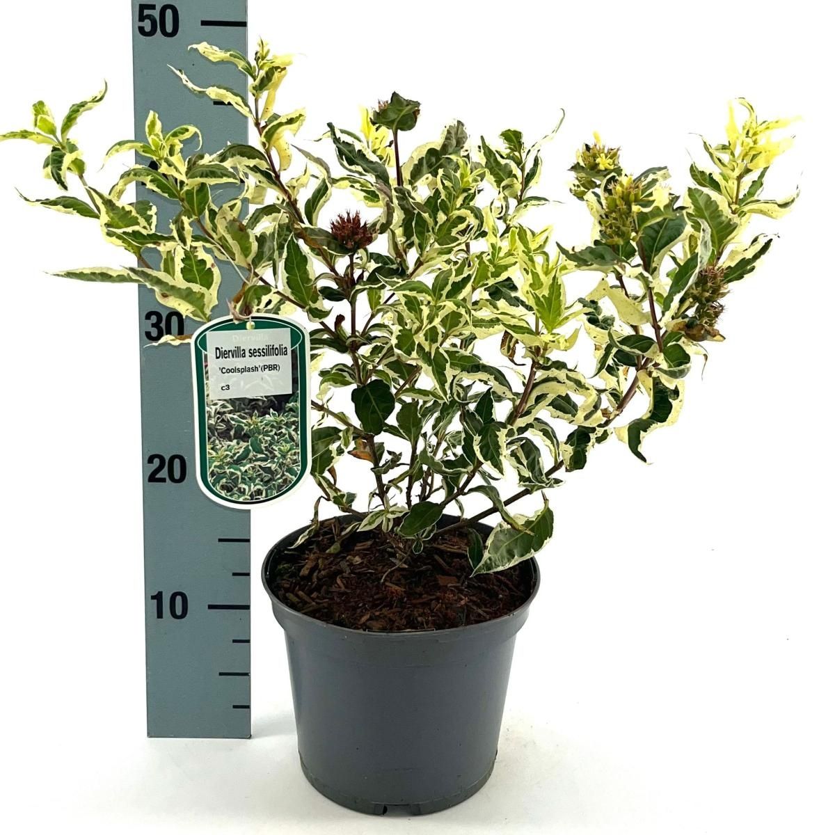 Diervilla sessilifolia 'Cool Splash' main image 1