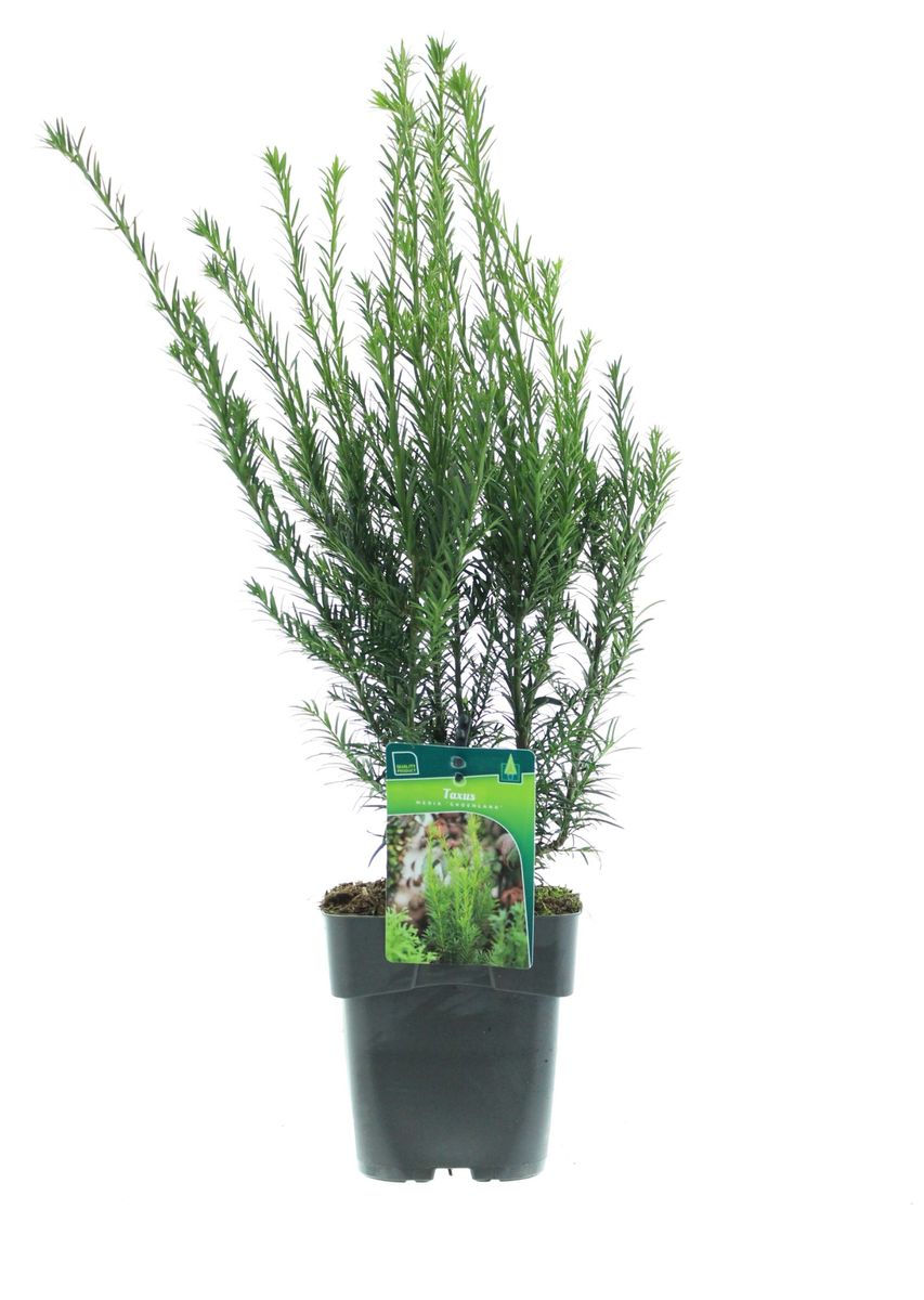 thuja tee Herb Pharm Thuja main image 1