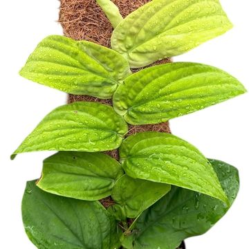 Rhaphidophora korthalsii 'Aurea'