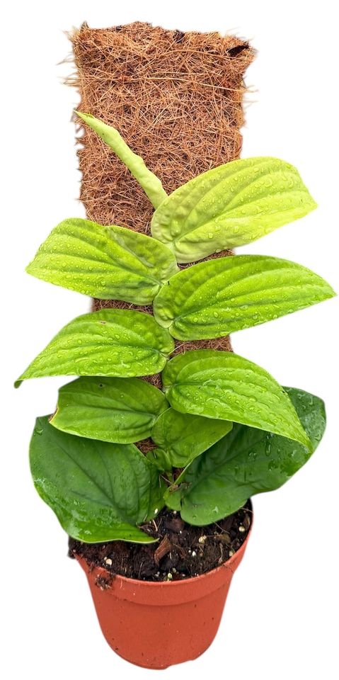 Rhaphidophora korthalsii 'Aurea'