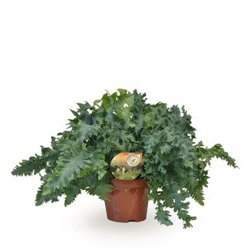 Phlebodium aureum DAVANA