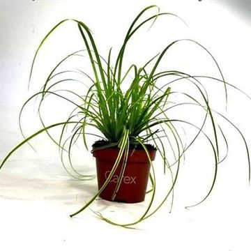 Carex dolichostachya GOLD FOUNTAINS