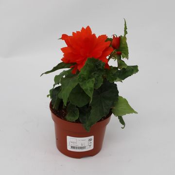 Begonia TENELLA F1 SALMON ORANGE