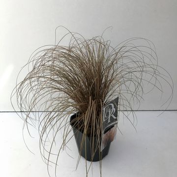 Carex comans 'Bronze Form'