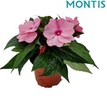 Impatiens NEW GUINEA 'Pink'