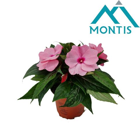 Impatiens NEW GUINEA 'Pink'