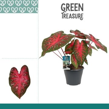 Caladium 'Red Flash'