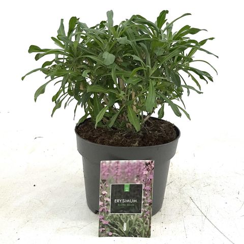 Erysimum 'Bowles' Mauve'