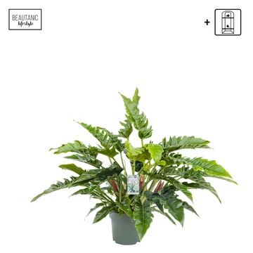 Philodendron 'Rambo'