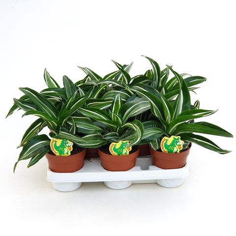 Dracaena fragrans 'Jade Jewel'