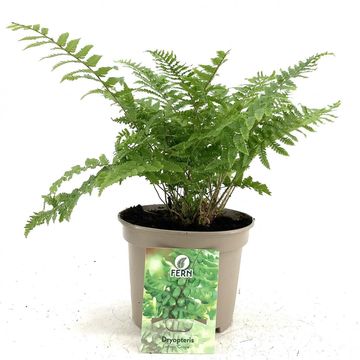 Dryopteris affinis 'Crispa'
