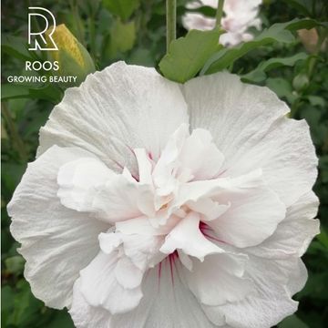 Hibiscus syriacus CHINA CHIFFON