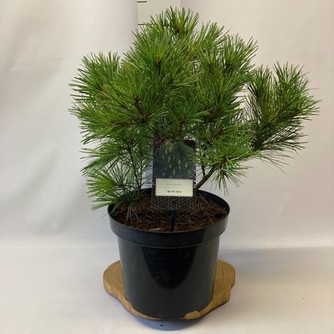 Pinus strobus 'Minima'