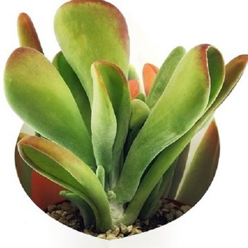 Kalanchoe thyrsiflora monstruosa