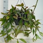 Rhipsalis elliptica