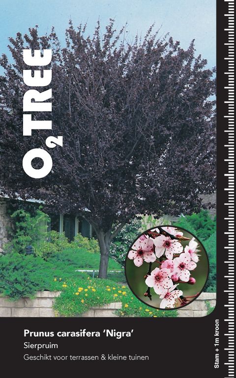 Prunus cerasifera 'Nigra'