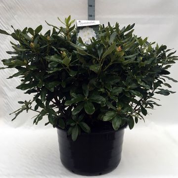 Rhododendron 'Cunningham's White' (C)