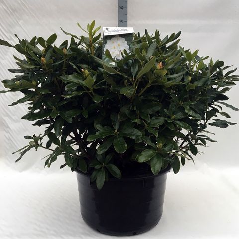 Rhododendron 'Cunningham's White' (C)