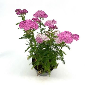 Achillea millefolium 'Apfelblüte'