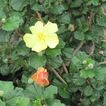 Pavonia praemorsa 'Yellow Mellow'