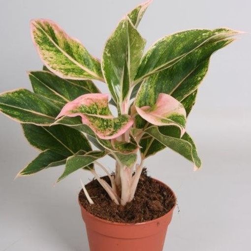 Aglaonema Pink Aurora (P12 cm H30 - 40 cm) – Plant Wholesale FlorAccess