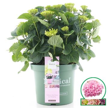 Hydrangea macrophylla MAGICAL REVOLUTION PINK