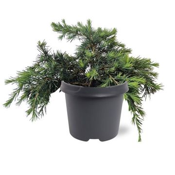 Cedrus deodara 'Feelin' Blue'