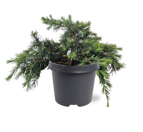 Cedrus deodara 'Feelin' Blue'