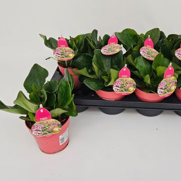 Bergenia 'Rosenkristall'