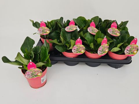 Bergenia 'Rosenkristall'
