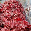 Heuchera 'Cajun Fire'