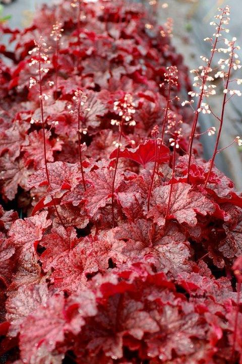 Heuchera 'Cajun Fire'