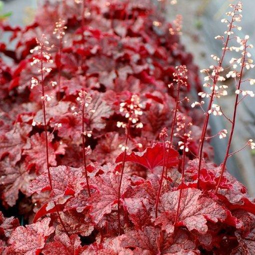 Heuchera 'Cajun Fire'