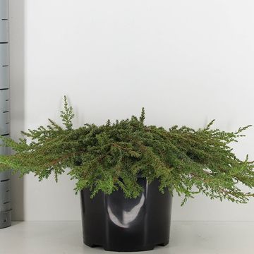 Juniperus communis 'Green Carpet'