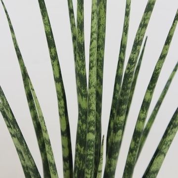 Sansevieria bacularis 'Fernwood Mikado'