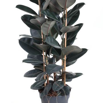 Ficus elastica 'Abidjan'