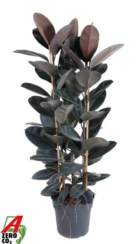 Ficus elastica 'Abidjan'