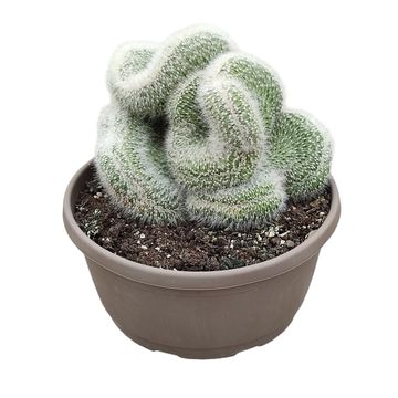 Cleistocactus straussii cristata