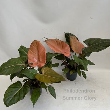 Philodendron 'Summer Glory'