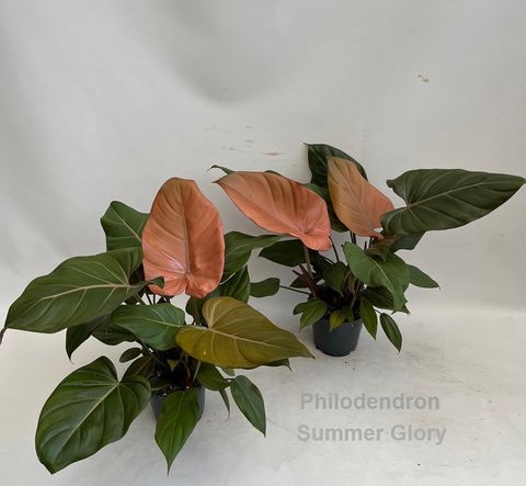 Philodendron 'Summer Glory'