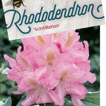 Rhododendron 'Scintillation'