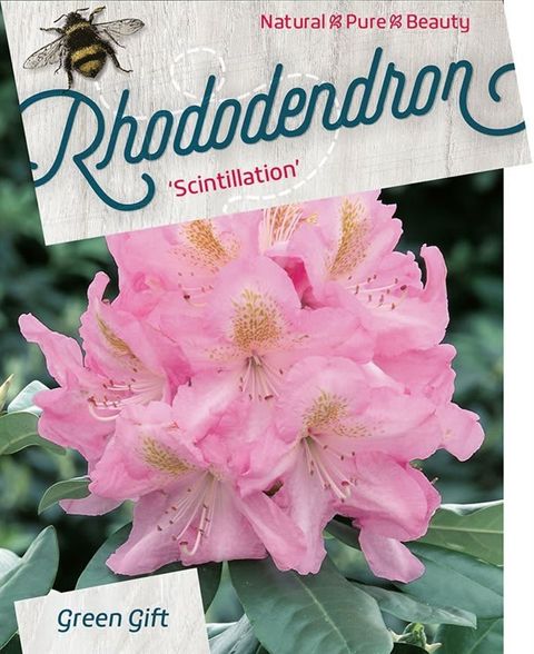 Rhododendron 'Scintillation'