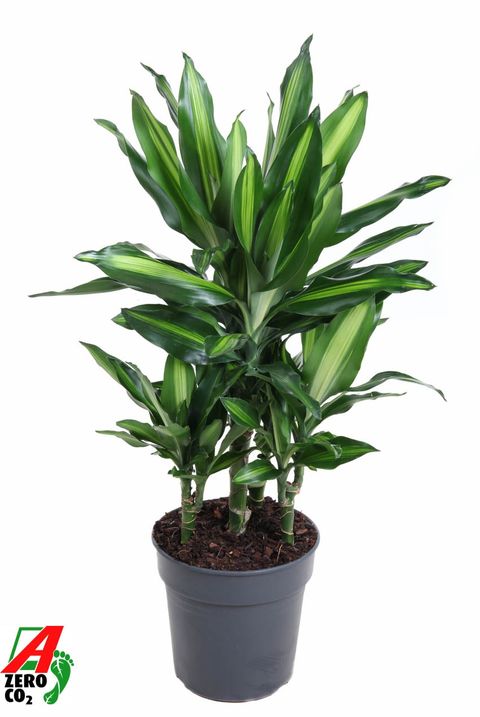 Dracaena fragrans CINTHO