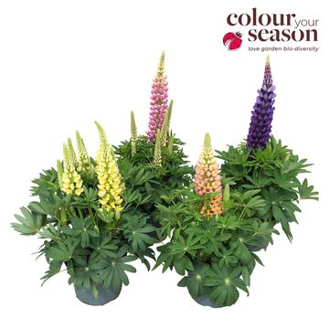 Lupinus LUPINOVA CUTIE