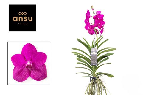 Vanda TAYANEE CERISE