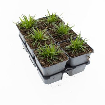 Armeria maritima 'Alba'