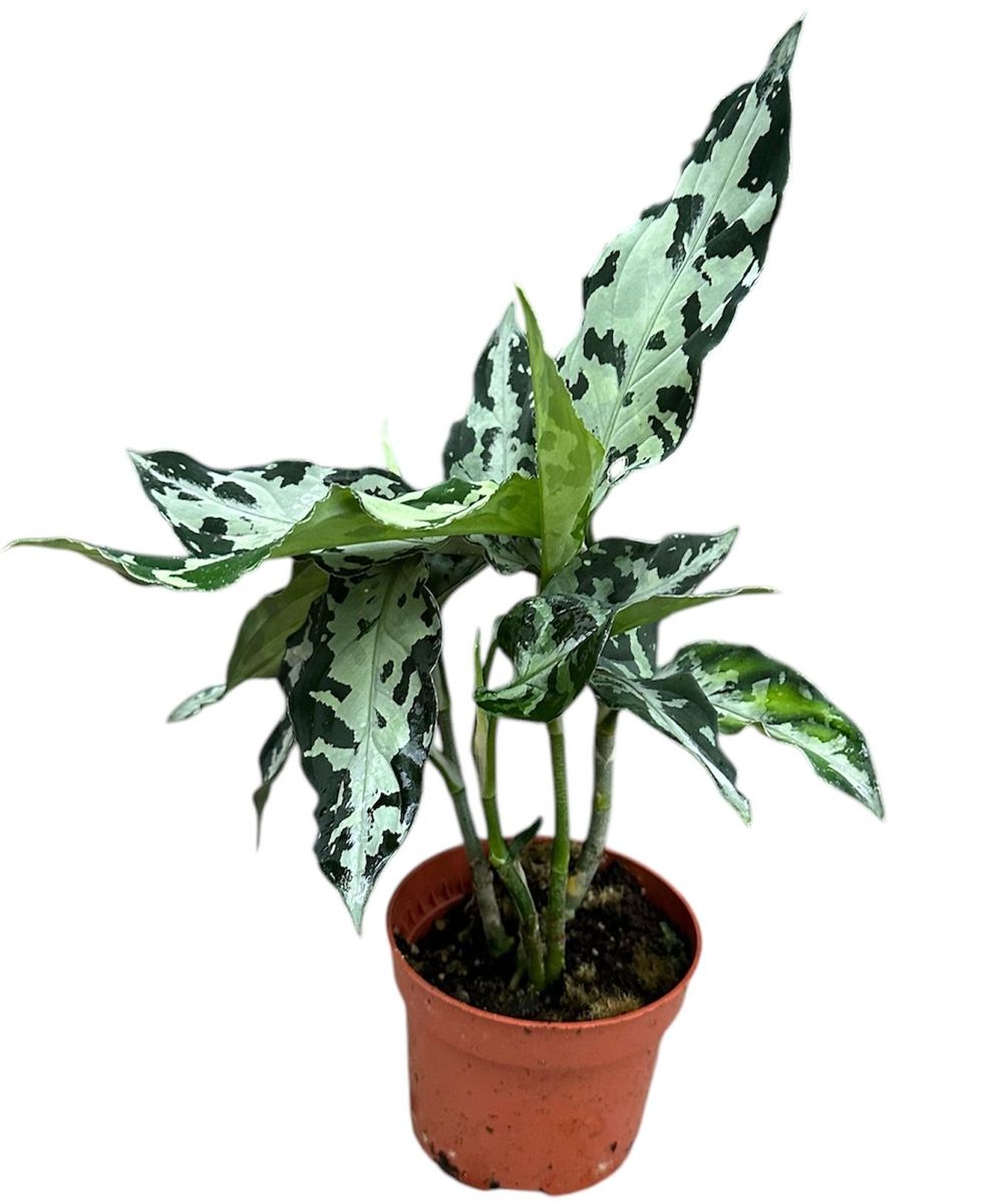 Aglaonema pictum 'Bicolor' — Plant Wholesale FlorAccess