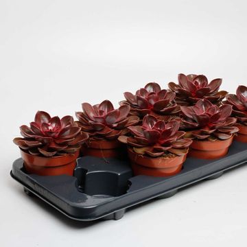 Echeveria 'Magic Red'
