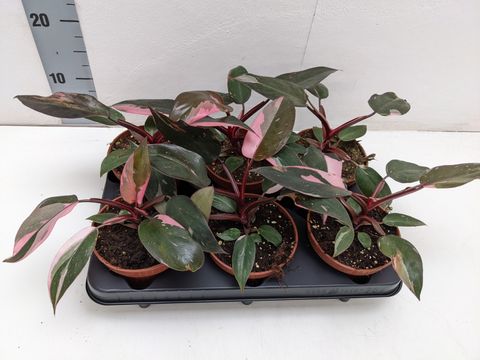 Philodendron 'Pink Princess'